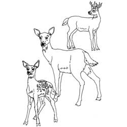 Dibujo para colorear: Ciervo (Animales) #2760 - Dibujos para Colorear e Imprimir Gratis