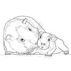 Dibujo Cobaya (Animales) #211148 para imprimir y colorear