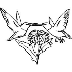 Dibujo para colorear: Colibrí (Animales) #208613 - Dibujos para Colorear e Imprimir Gratis