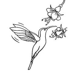 Dibujo para colorear: Colibrí (Animales) #208614 - Dibujos para Colorear e Imprimir Gratis