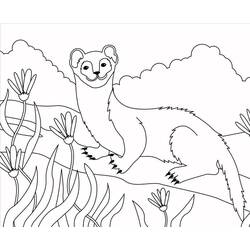 Dibujo para colorear: Comadreja (Animales) #205427 - Dibujos para Colorear e Imprimir Gratis