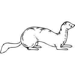 Dibujo para colorear: Comadreja (Animales) #205437 - Dibujos para Colorear e Imprimir Gratis