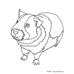 Dibujo para colorear: Conejillo de Indias (Animales) #18493 - Dibujos para Colorear e Imprimir Gratis