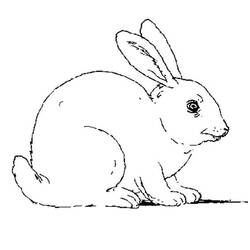 Dibujo para colorear: Conejo (Animales) #9510 - Dibujos para Colorear e Imprimir Gratis