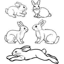 Dibujo para colorear: Conejo (Animales) #9562 - Dibujos para Colorear e Imprimir Gratis