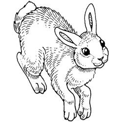 Dibujo para colorear: Conejo (Animales) #9581 - Dibujos para Colorear e Imprimir Gratis