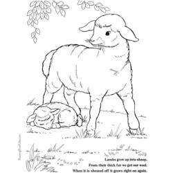 Dibujo para colorear: Cordero (Animales) #268 - Dibujos para Colorear e Imprimir Gratis