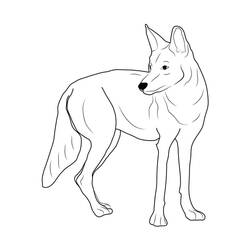 Dibujo Coyote (Animales) #207090 para imprimir y colorear