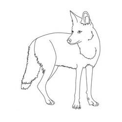 Dibujo Coyote (Animales) #207094 para imprimir y colorear
