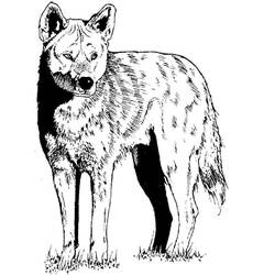 Dibujo Coyote (Animales) #207103 para imprimir y colorear