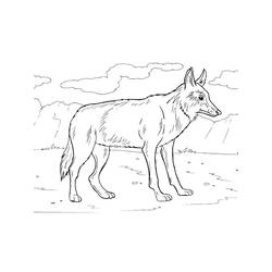 Dibujo Coyote (Animales) #207114 para imprimir y colorear