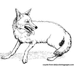 Dibujo para colorear: Coyote (Animales) #4526 - Dibujos para Colorear e Imprimir Gratis