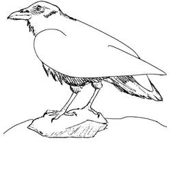 Dibujo para colorear: Cuervo (Animales) #209003 - Dibujos para Colorear e Imprimir Gratis
