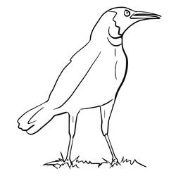 Dibujo para colorear: Cuervo (Animales) #209014 - Dibujos para Colorear e Imprimir Gratis