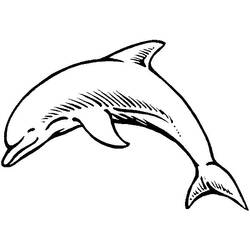 Dibujos para colorear: Delfín - Dibujos para colorear