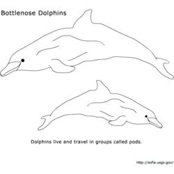 Dibujo para colorear: Delfín (Animales) #5189 - Dibujos para Colorear e Imprimir Gratis