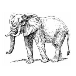 Dibujo para colorear: Elefante (Animales) #6389 - Dibujos para Colorear e Imprimir Gratis