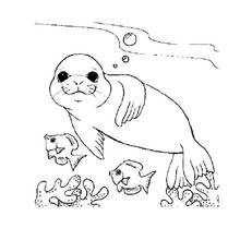 Dibujo Foca (Animales) #16287 para imprimir y colorear