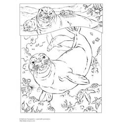Dibujo Foca (Animales) #16291 para imprimir y colorear