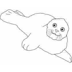 Dibujo Foca (Animales) #16302 para imprimir y colorear