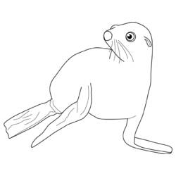 Dibujo Foca (Animales) #16329 para imprimir y colorear