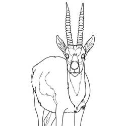 Dibujo para colorear: Gacela (Animales) #219902 - Dibujos para Colorear e Imprimir Gratis