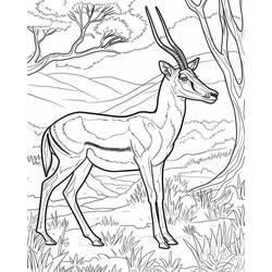 Dibujo para colorear: Gacela (Animales) #219903 - Dibujos para Colorear e Imprimir Gratis