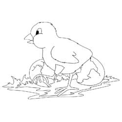 Dibujo para colorear: Gallina (Animales) #17481 - Dibujos para Colorear e Imprimir Gratis