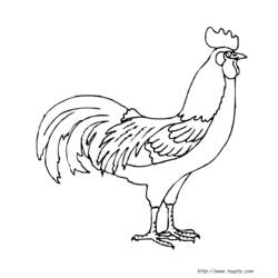 Dibujo para colorear: Gallo (Animales) #4088 - Dibujos para Colorear e Imprimir Gratis