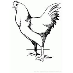 Dibujo para colorear: Gallo (Animales) #4185 - Dibujos para Colorear e Imprimir Gratis