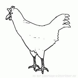 Dibujo para colorear: Gallo (Animales) #4189 - Dibujos para Colorear e Imprimir Gratis