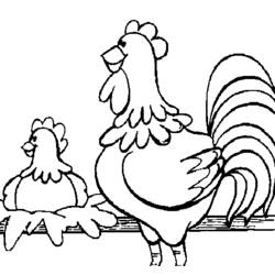 Dibujo para colorear: Gallo (Animales) #4201 - Dibujos para Colorear e Imprimir Gratis
