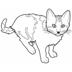 Dibujo para colorear: Gato (Animales) #1781 - Dibujos para Colorear e Imprimir Gratis