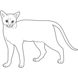 Dibujo para colorear: Gato (Animales) #1881 - Dibujos para Colorear e Imprimir Gratis