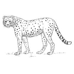 Dibujo Guepardo (Animales) #188889 para imprimir y colorear