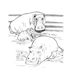 Dibujo Hipopótamo (Animales) #188977 para imprimir y colorear