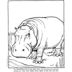 Dibujo para colorear: Hipopótamo (Animales) #8656 - Dibujos para Colorear e Imprimir Gratis