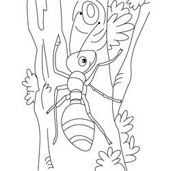 Dibujo para colorear: Hormiga (Animales) #6957 - Dibujos para Colorear e Imprimir Gratis