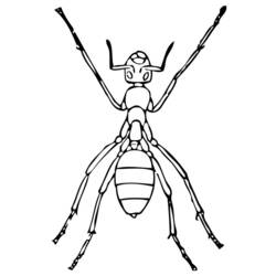 Dibujo para colorear: Hormiga (Animales) #6975 - Dibujos para Colorear e Imprimir Gratis