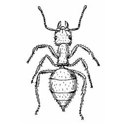 Dibujo para colorear: Hormiga (Animales) #7013 - Dibujos para Colorear e Imprimir Gratis
