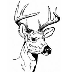 Dibujo para colorear: Hueva (Animales) #2580 - Dibujos para Colorear e Imprimir Gratis