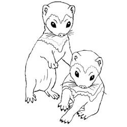 Dibujo para colorear: Hurón (Animales) #205384 - Dibujos para Colorear e Imprimir Gratis