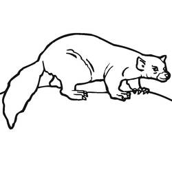 Dibujo para colorear: Hurón (Animales) #205386 - Dibujos para Colorear e Imprimir Gratis