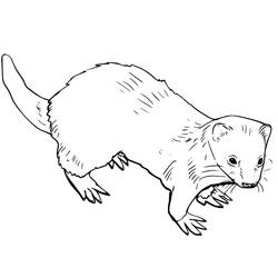 Dibujo para colorear: Hurón (Animales) #205389 - Dibujos para Colorear e Imprimir Gratis