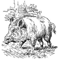 Dibujo para colorear: Jabalí (Animales) #14720 - Dibujos para Colorear e Imprimir Gratis