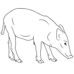 Dibujo para colorear: Jabalí (Animales) #205356 - Dibujos para Colorear e Imprimir Gratis