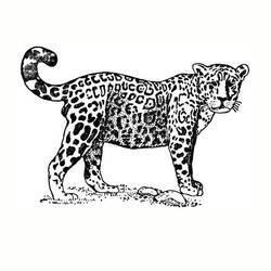 Dibujo para colorear: Jaguar (Animales) #9007 - Dibujos para Colorear e Imprimir Gratis