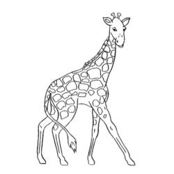 Dibujo para colorear: Jirafa (Animales) #7220 - Dibujos para Colorear e Imprimir Gratis
