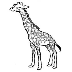 Dibujo para colorear: Jirafa (Animales) #7223 - Dibujos para Colorear e Imprimir Gratis