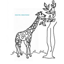 Dibujo para colorear: Jirafa (Animales) #7265 - Dibujos para Colorear e Imprimir Gratis
